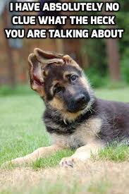 Is Your Puppy Clueless When It Comes To Walking On A Leash Check Out These Tips To Successful Leash Training Funny Dog Photos Funny Animals Animal Antics