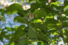 Image result for Excoecaria bussei