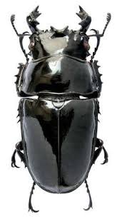 Beetle Big Black Bug In House A Fine Black Scarab Beetle With Great Big Mandibles Bugs Life Insectos Raros Animales Insectos Insectos Voladores
