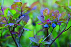 Can be used in the landscape to make an informal hedge in a naturalized area. The New Edition Of Gardening With Native Plants Is A Beautiful Essential Resource Just For Our Neck Of The Woods The Seattle Times