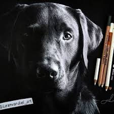 Black And White Animal Drawings Realistic Animal Drawings Using Colored Pencils Black Paper Drawing Dog Drawing Animal Drawings