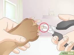 For tips on how to calm your puppy before. 3 Ways To Avoid The Quick When Trimming Your Dog S Nails Wikihow Pet