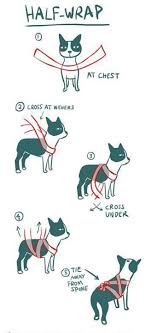 Pin On Cat And Kitten Care