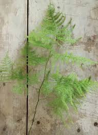Plumosa Fern Might Be Better Than The Amaranthus Definitely Lighter Asparagus Fern Fern Flower Planting Flowers