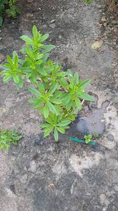 Image result for Kyllinga alba