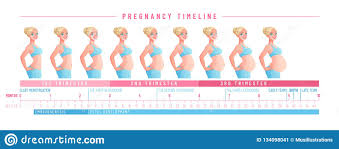 Pregnancy Timeline By Weeks Isolated Vector Illustration