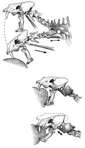 This interactive visual tool lets you see how accessible your color palettes are to viewers who are colorblind. Implications Of The Mastoid Anatomy Of Larger Extant Felids For The Evolution And Predatory Behaviour Of Sabretoothed Cats Mammalia Carnivora Felidae Anton 2004 Zoological Journal Of The Linnean Society Wiley Online Library