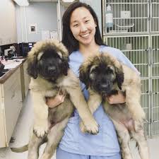 Check out our leonberger puppies selection for the very best in unique or custom, handmade pieces from our shops. What S More Rare The Drake Center For Veterinary Care Facebook