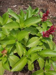 Image result for Erythrococca zambesiaca