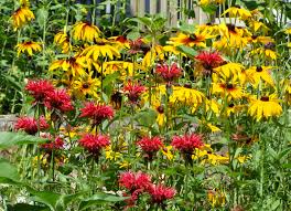 Bee vintage, bee, mosaic, honey bee, bumble bee, bee balm, queen bee, stylish, mosaic tile, mosaic art, mosaic church, mosaic tiles, gucci, fashion, funny, premium, style, yellow, life style. Bee Balm The Fuzzy Red Mint In Jim S Garden