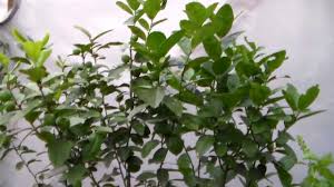 Try getting better drainage or adding more fertilizer. Key Lime Tree With Lots Of Fruit Container Gardening Youtube