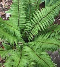 Dryopteris Pycnopteroides Plants Dry Shade Plants Ferns For Sale
