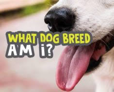 Sep 11, 2020 · dog breed quiz questions and answers. What Animal Am I 10 Qs Spirit Animal Quiz