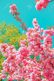 Monthly phone wallpaper by notebook therapy on february 25, 2022 monthly phone wallpaper march has bloomed, and so has our free phone wallpaper! Fashion Aesthetics Wallpaper Pink Flowers Cherry Blossom Stock Photo Picture And Royalty Free Image Image 150121922