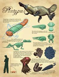 Tips For Drawing Platypus Platypus Australian Animals Animal Drawings