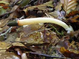 Image result for Mutinus caninus