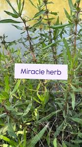 Image result for Hygrophila schulli