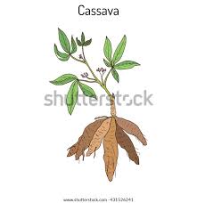 Image result for Manihot esculenta