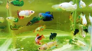 What fish can you can get more tips on what type of fish to put with bettas from the book. There Are Many Types Of Female Betta Fish Youtube