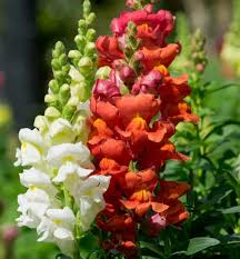 Learn window box planting tips from the old farmer's almanac. 17 Best Plants For Window Boxes For A Stunning Display