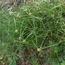 Image result for Kyllinga stenophylla