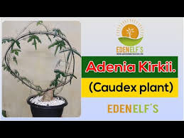 Image result for Adenia kirkii