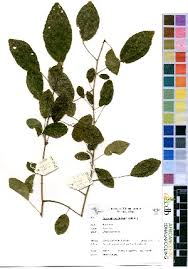 Image result for Acalypha sonderiana