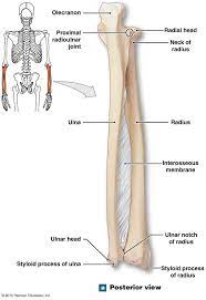Posterioir View Of The Right Radius And Ulna Human Anatomy And Physiology Human Body Anatomy Medical Anatomy