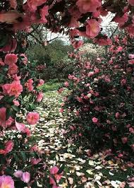 Camellias Beauty Secret Of The Geisha Beautiful Flowers Gorgeous Gardens Flower Garden