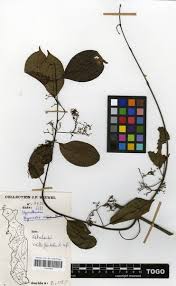 Image result for Hippocratea indica