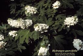 Image result for Hydrangea quercifolia