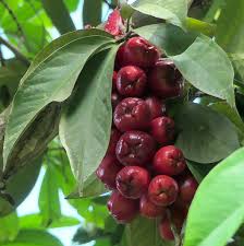 Maybe you would like to learn more about one of these? Cashew A Juicy Succulent Fruit Found In Guyana Things Guyana