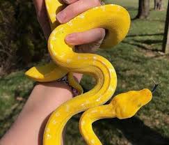 Cute Snake Cute Snake Cute Creatures Reptile Room