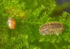 Image result for Pseudopod Ospermum