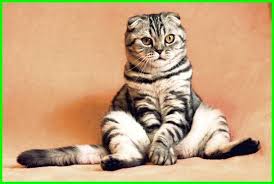  10 Nama Kucing Islami Yang Bagus Beserta Artinya Daftarhewan Com Cute Cat Names Cute Cat Gif Cute Animal Videos