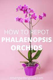How To Repot Orchids Learn The Essential Tips On Repotting Phalaenopsis Orchids Join Me At Sma Phalaenopsis Orchid Repotting Orchids Phalaenopsis Orchid Care
