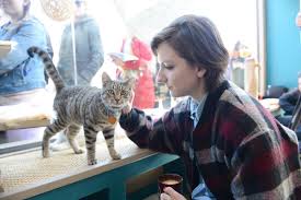 Huntington's first cat cafe lounge! Pop Up Cat Cafe New York City Animal Fair
