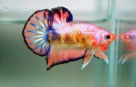 This primarily applies to male bettas. 55 Plakat Bettas Ideas Betta Betta Fish Siamese Fighting Fish