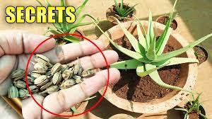 Highest quality, reasonable price, really the best! How To Grow Aloe Vera Gkvks Gardening Tips And Store