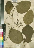 Image result for Icacinaceae