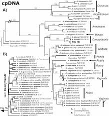 Image result for Viscum littorum