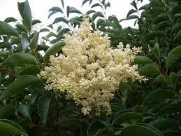 Image result for Ligustrum lucidum