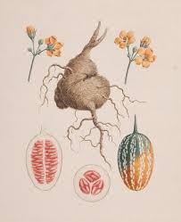 Image result for Coccinia barteri