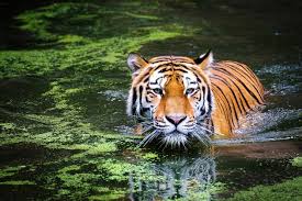 A lion or a tiger? Tiger Fact File Tiger Facts For Kids