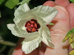 Image result for Cienfuegosia hildebrandtii