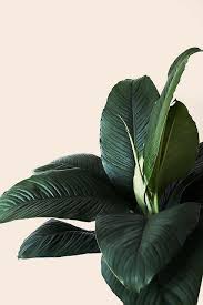 Ernests Plants Green Plants Pretty Plants