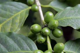 Image result for Coffea sp. A