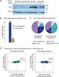 Most of the genes regulated by rai1 have not been identified. Rai1 Regulates Activity Dependent Nascent Transcription And Synaptic Scaling Biorxiv