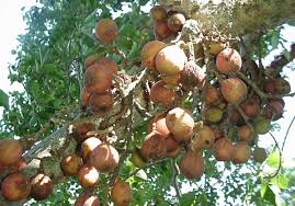 Image result for Ficus sycomorus