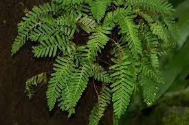 Image result for Pleopeltis